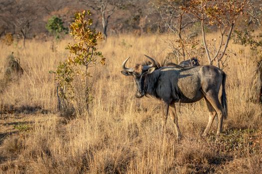 Blue wildebeest standing in the grass in the Welgevonden game reserve, South Africa.