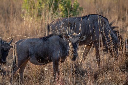 Blue wildebeest standing in the grass in the Welgevonden game reserve, South Africa.