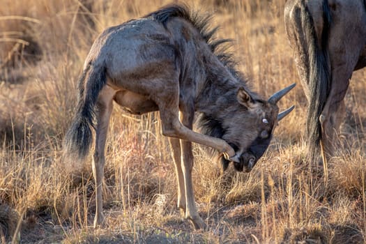 Young Blue wildebeest scratching himself in the Welgevonden game reserve, South Africa.