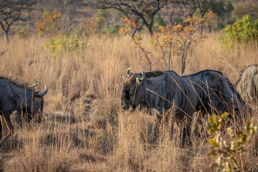 Blue wildebeest standing in the grass in the Welgevonden game reserve, South Africa.