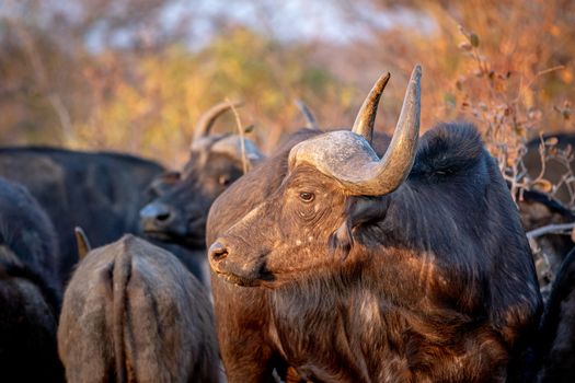 Side profile of an African buffalo in the Welgevonden game reserve, South Africa.