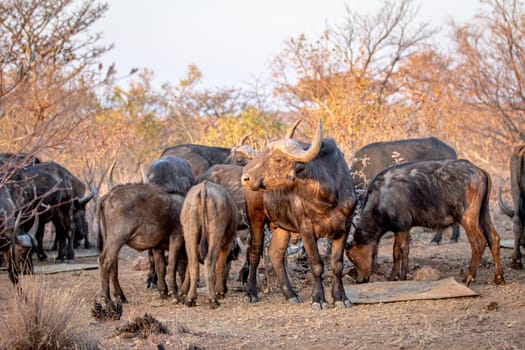 Big African buffalo in the middle of a herd in the Welgevonden game reserve, South Africa.