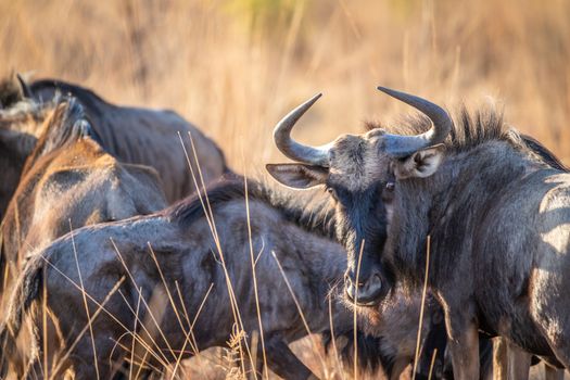 Close up of a Blue wildebeest starring at the camera in the Welgevonden game reserve, South Africa.