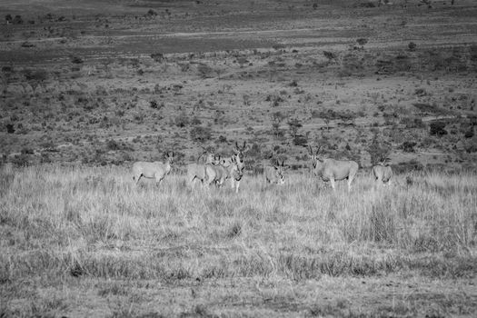 Herd of Elands in the high grass in black and white in the Welgevonden game reserve, South Africa.