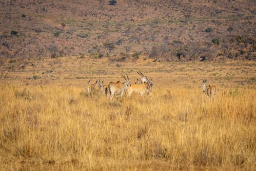 Herd of Elands in the high grass in the Welgevonden game reserve, South Africa.