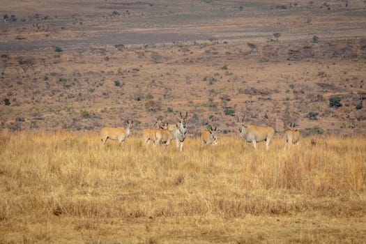 Herd of Elands in the high grass in the Welgevonden game reserve, South Africa.