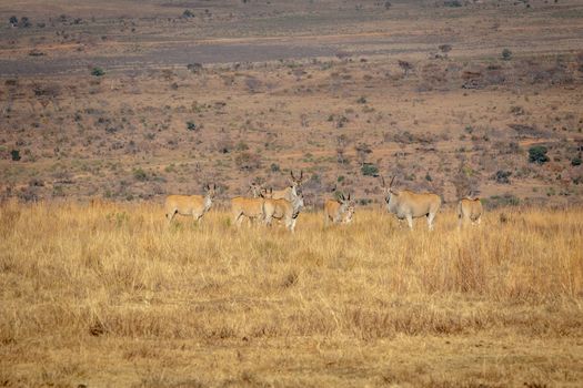 Herd of Elands in the high grass in the Welgevonden game reserve, South Africa.