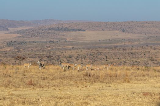 Herd of Elands in the high grass in the Welgevonden game reserve, South Africa.