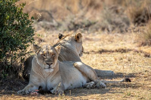 Two Lionesses sitting under a bush in the Welgevonden game reserve, South Africa.