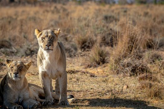 Lioness starring at the camera in the Welgevonden game reserve, South Africa.