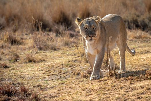 Lioness walking towards the camera in the Welgevonden game reserve, South Africa.