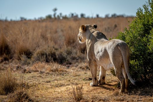 Lioness scanning the plains for prey in the Welgevonden game reserve, South Africa.