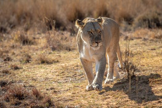 Lioness walking towards the camera in the Welgevonden game reserve, South Africa.