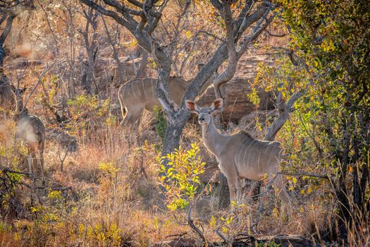 Female Kudu standing in the bush in the Welgevonden game reserve, South Africa.