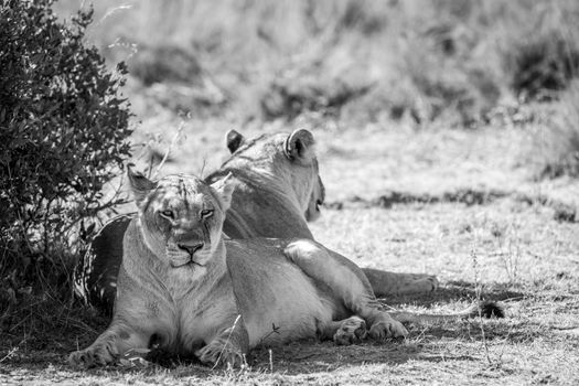 Two Lionesses sitting under a bush in black and white in the Welgevonden game reserve, South Africa.