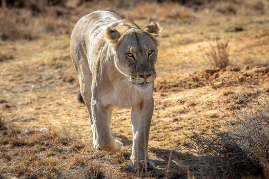 Lioness walking towards the camera in the Welgevonden game reserve, South Africa.