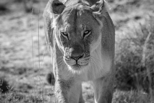 Lioness walking towards the camera in black and white in the Welgevonden game reserve, South Africa.