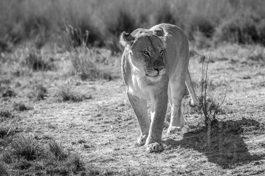 Lioness walking towards the camera in black and white in the Welgevonden game reserve, South Africa.