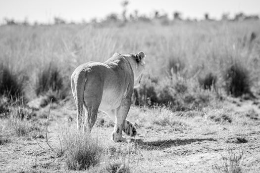 Lioness walking away in the high grass in black and white in the Welgevonden game reserve, South Africa.