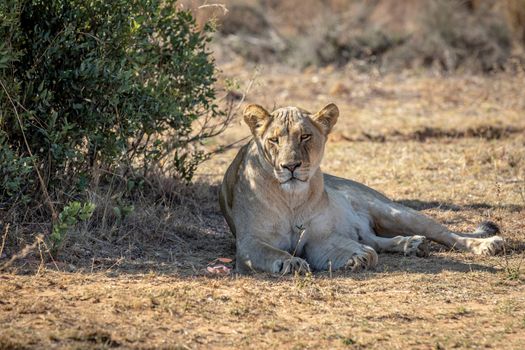 Lioness laying under a bush in the Welgevonden game reserve, South Africa.