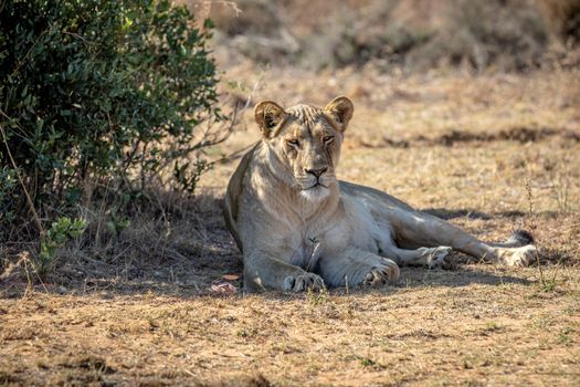 Lioness laying under a bush in the Welgevonden game reserve, South Africa.