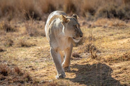 Lioness walking towards the camera in the Welgevonden game reserve, South Africa.