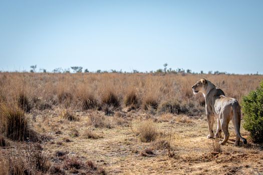 Lioness scanning the plains for prey in the Welgevonden game reserve, South Africa.
