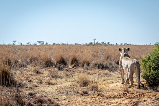 Lioness scanning the plains for prey in the Welgevonden game reserve, South Africa.