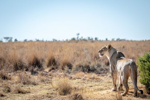 Lioness scanning the plains for prey in the Welgevonden game reserve, South Africa.