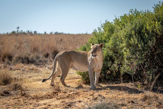 Lioness standing in the grass and looking around in the Welgevonden game reserve, South Africa.