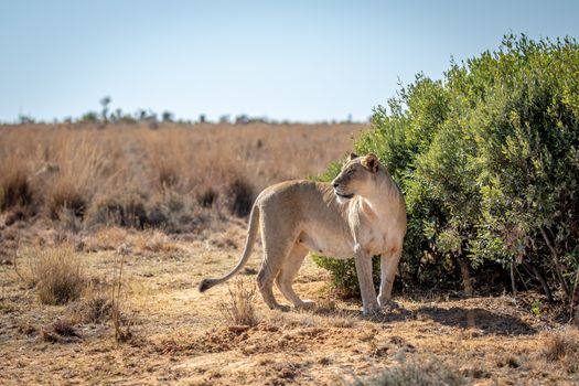 Lioness standing in the grass and looking around in the Welgevonden game reserve, South Africa.