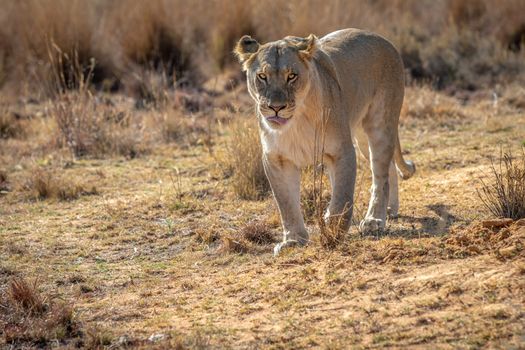 Lioness walking towards the camera in the Welgevonden game reserve, South Africa.