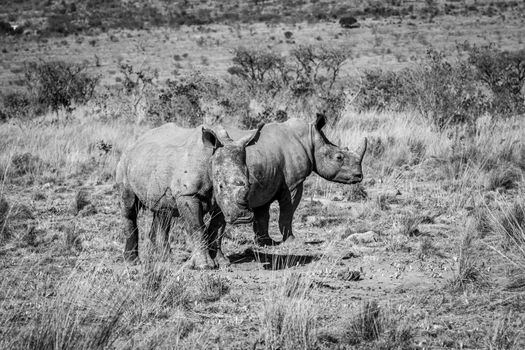 Two White rhinos standing in the grass in black and white, South Africa.