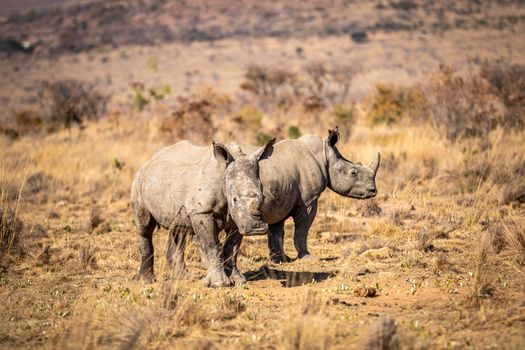 Two White rhinos standing in the grass, South Africa.