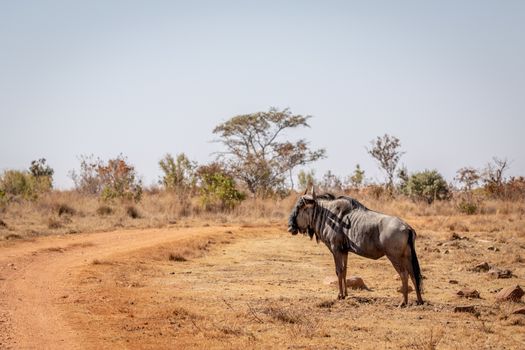 Blue wildebeest standing in the grass in the Welgevonden game reserve, South Africa.