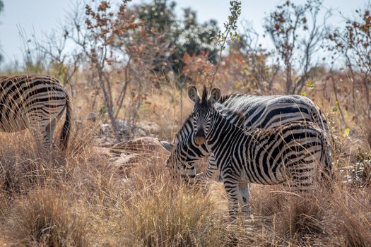 Zebras standing in the high grass in the Welgevonden game reserve, South Africa.