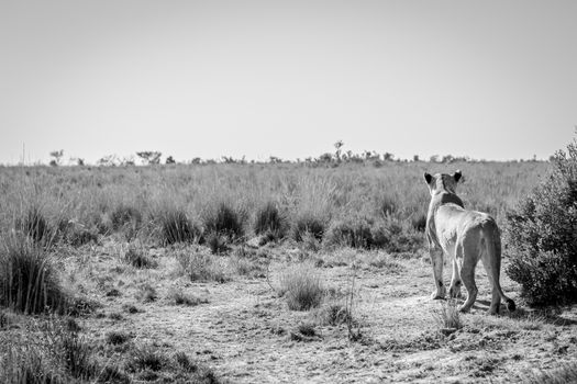 Lioness scanning the plains for prey in black and white in the Welgevonden game reserve, South Africa.
