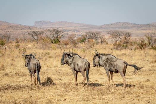 Three Blue wildebeest standing in the grass in the Welgevonden game reserve, South Africa.
