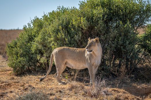Lioness standing in the grass and looking around in the Welgevonden game reserve, South Africa.