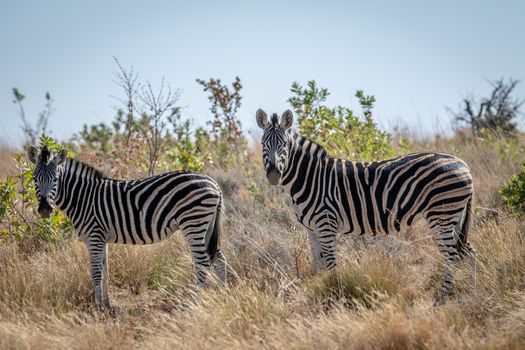 Zebras standing in the high grass in the Welgevonden game reserve, South Africa.