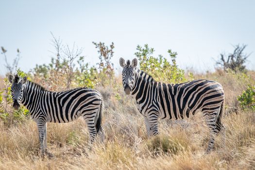 Zebras standing in the high grass in the Welgevonden game reserve, South Africa.