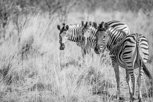 Zebras standing in the high grass in black and white in the Welgevonden game reserve, South Africa.