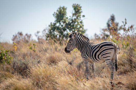Zebra standing in the high grass in the Welgevonden game reserve, South Africa.