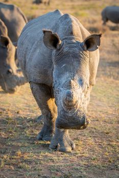 Close up of a White rhino starring at the camera, South Africa.