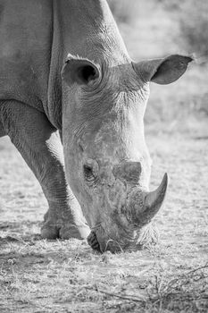 Close up of a white rhino grazing in black and white, South Africa.