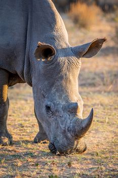 Close up of a white rhino grazing, South Africa.