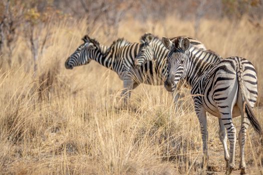 Zebras standing in the high grass in the Welgevonden game reserve, South Africa.