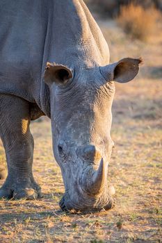 Close up of a white rhino grazing, South Africa.