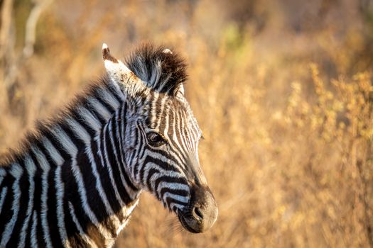 Close up of a young Zebra in the Welgevonden game reserve, South Africa.