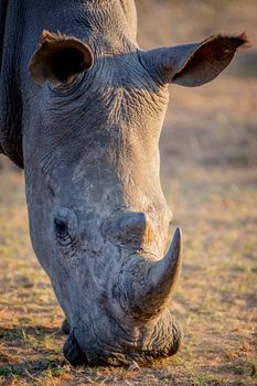 Close up of a white rhino grazing, South Africa.